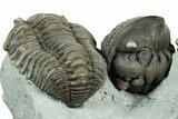 Cluster Of Three Flexicalymene Trilobites - Indiana #308244-4